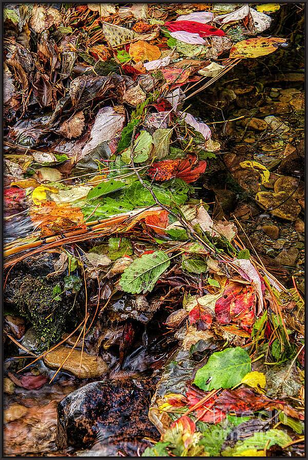 Remnants Of Fall