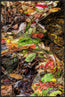 Remnants Of Fall