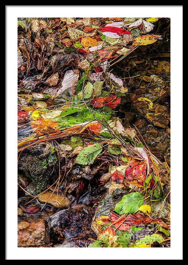 Remnants Of Fall