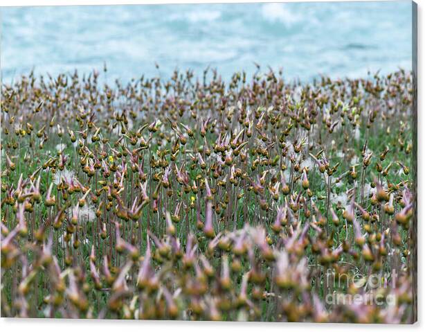 Riverside Meadow