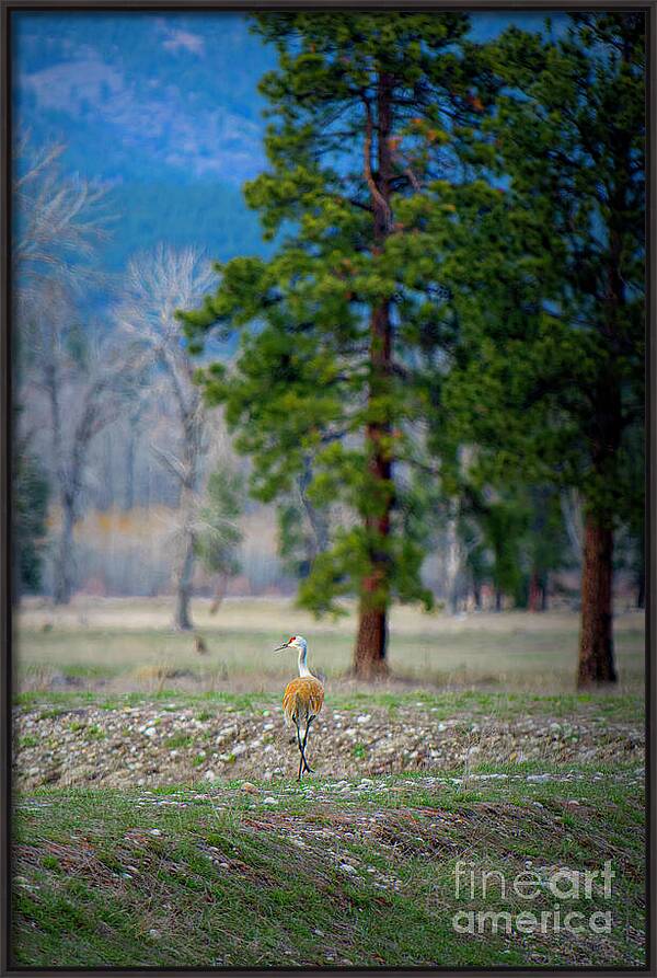 A Peaceful Stroll