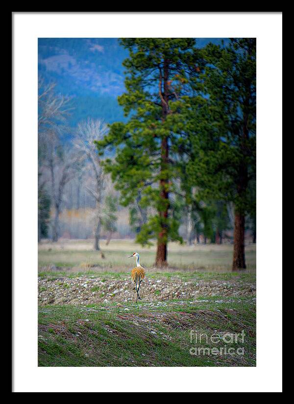 A Peaceful Stroll