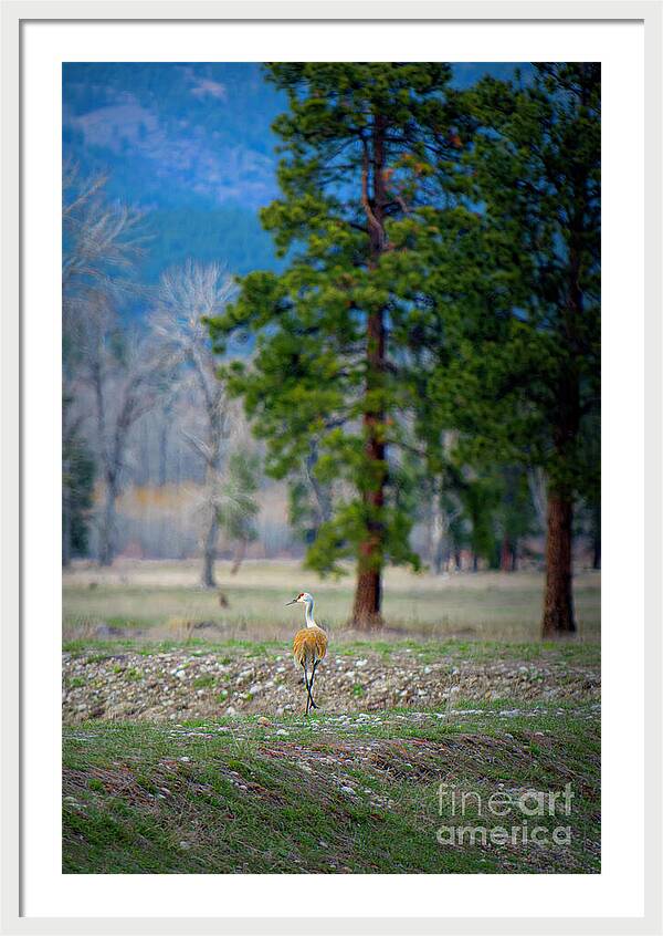 A Peaceful Stroll