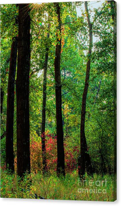Silhouettes in the Woods