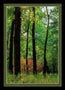 Silhouettes in the Woods