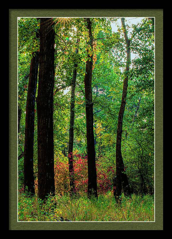 Silhouettes in the Woods