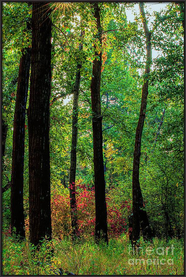 Silhouettes in the Woods