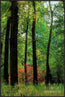 Silhouettes in the Woods