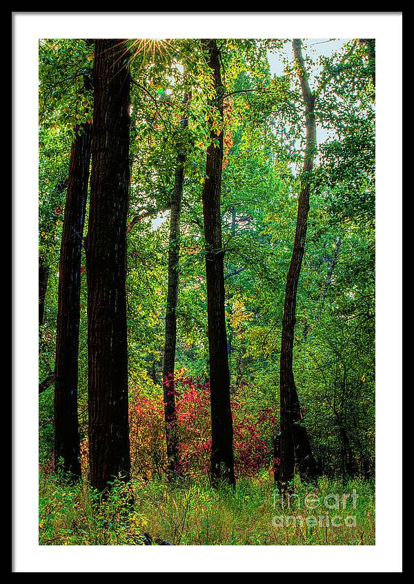Silhouettes in the Woods