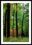 Silhouettes in the Woods
