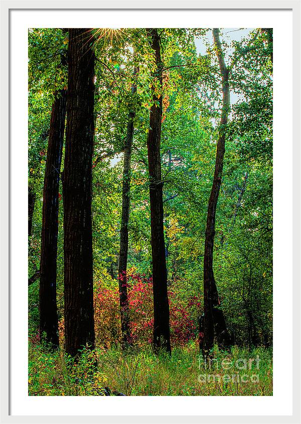 Silhouettes in the Woods