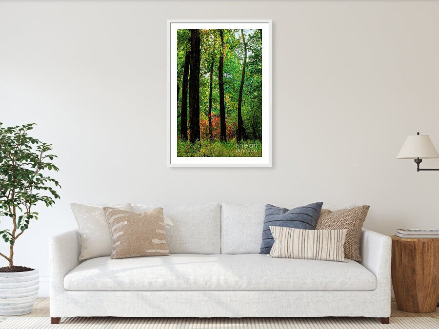 Silhouettes in the Woods