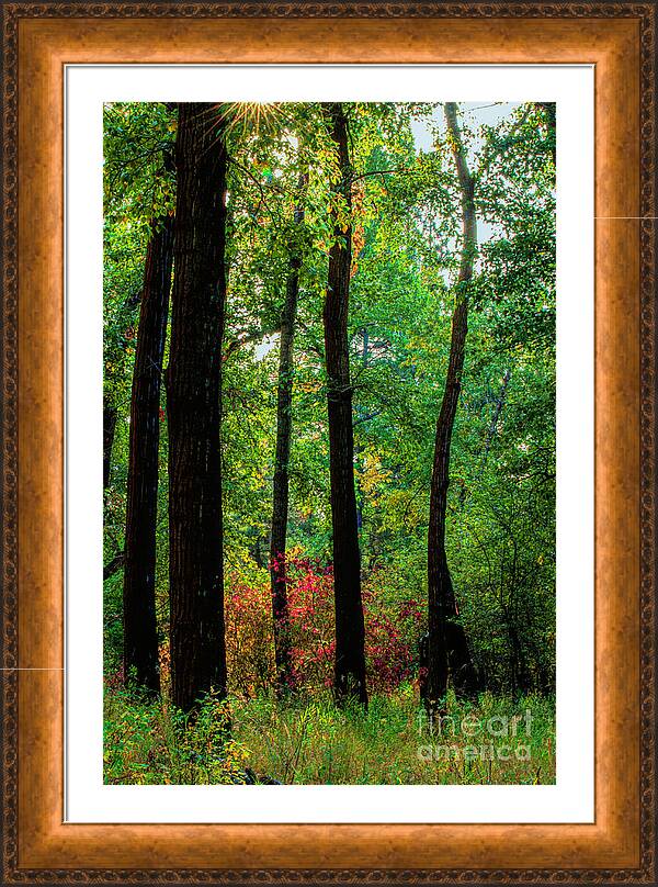 Silhouettes in the Woods