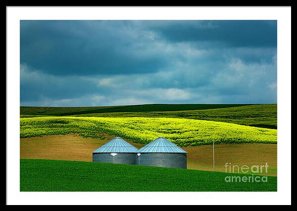 Golden Harvest