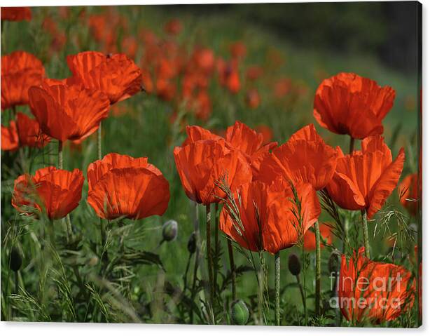Thankful Remembrance