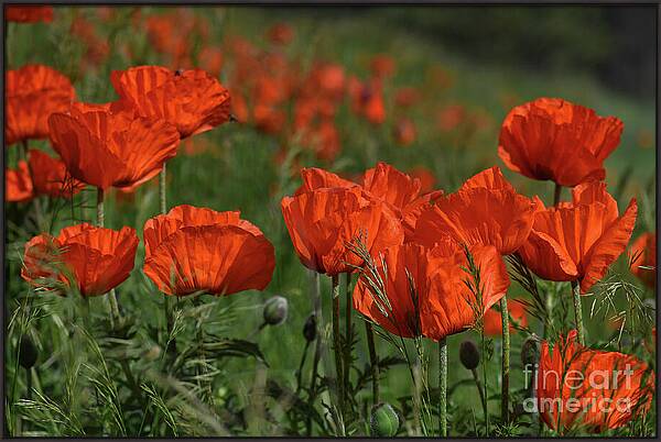 Thankful Remembrance