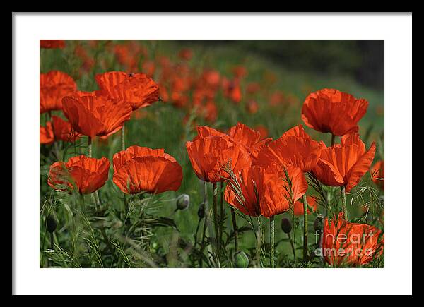 Thankful Remembrance