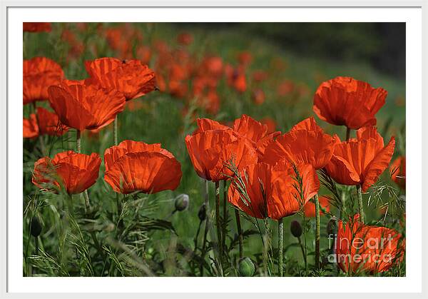 Thankful Remembrance