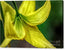 A Top of Yellow