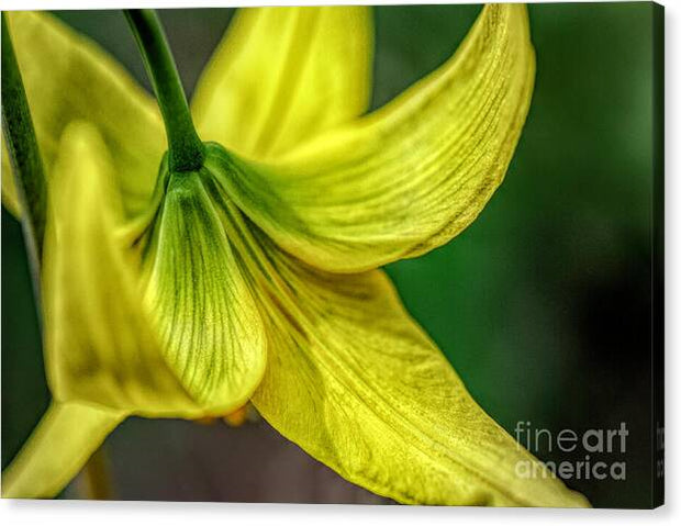 A Top of Yellow