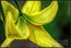 A Top of Yellow