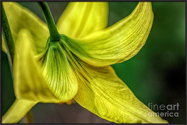 A Top of Yellow