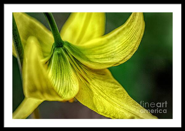 A Top of Yellow