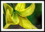 A Top of Yellow