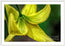 A Top of Yellow