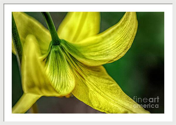 A Top of Yellow