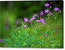 Wildflower Melody