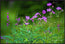 Wildflower Melody