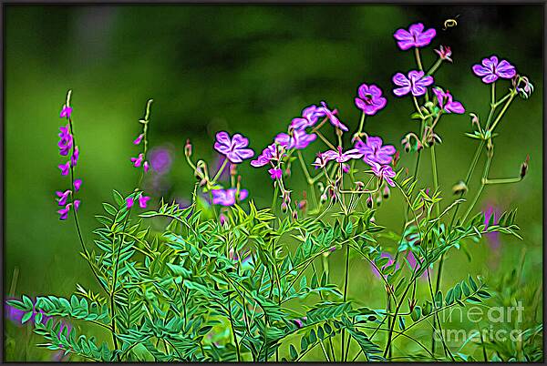 Wildflower Melody