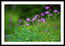 Wildflower Melody