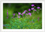 Wildflower Melody